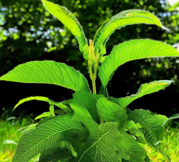 自然韵味，一串叶子植物图鉴,一串串叶子的植物图片，探寻自然之美中的独特韵味,宁静,自然之美,第1张
