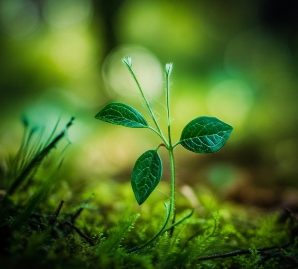 五角叶植物的自然美学探秘，小叶片五角形的独特魅力,小叶片五角形植物的独特魅力，探寻其图片中的自然之美,花期,宁静,自然之美,第1张