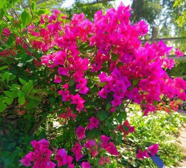 巧调三角梅花期，让四季花开不败,三角梅错开花期？教你如何巧妙调整花期，打造四季繁花似锦,花期,繁花似锦,第1张