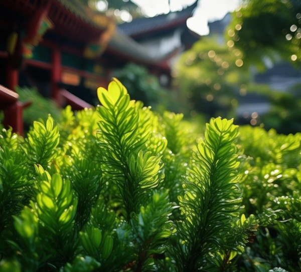 广州万年青，绿意盎然的生态景观魅力探秘,广州万年青植物的独特魅力——带你领略这一绿意盎然的美丽景观,万年青,绿意盎然,第1张