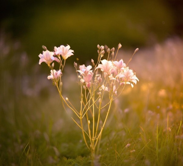 叶子之谜，花中佳人——叶子像植物的神秘面纱,叶似百合，花中佳人——探寻叶子像百合的神秘植物,神秘植物,第1张