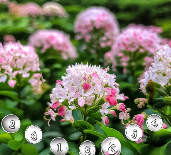 茶花花期摆放调整，优化花期养护之道,茶花开花期间能否调整摆放方向——探讨花期茶花养护策略,花期,土壤,第1张